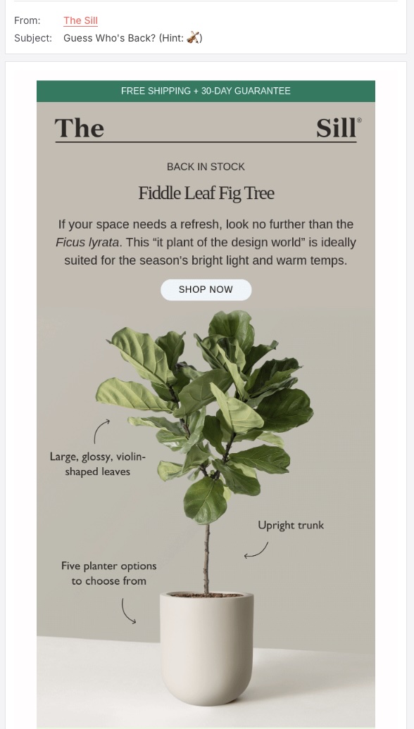 Screenshot of the Sill back-in-stock sales promotion email