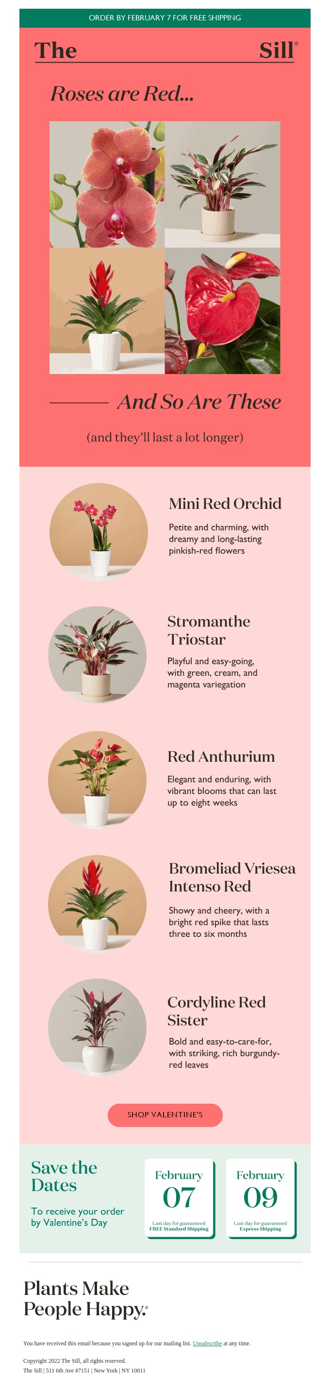 Screenshot of an email dedicated to Valentine’s Day from Sill, showcasing visual and text elements